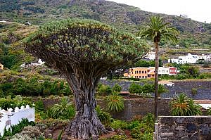 Драконовое дерево, Тенерифе, Канары